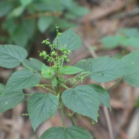 Acalypha paniculata Miq.